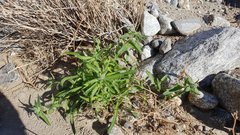 Cryptantha barbigera barbigera