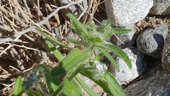 Cryptantha barbigera barbigera