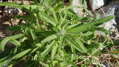Cryptantha barbigera barbigera