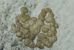 Palythoa tuberculosa