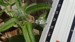 Cryptantha barbigera barbigera