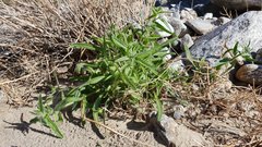 Cryptantha barbigera barbigera