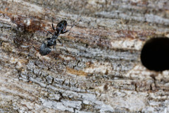 Ochetellus punctatissimus