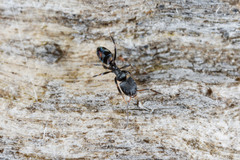 Ochetellus punctatissimus