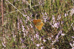 Issoria lathonia
