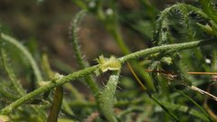 Pectocarya heterocarpa