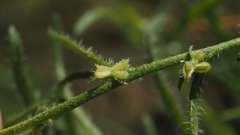 Pectocarya heterocarpa