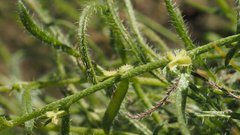 Pectocarya heterocarpa