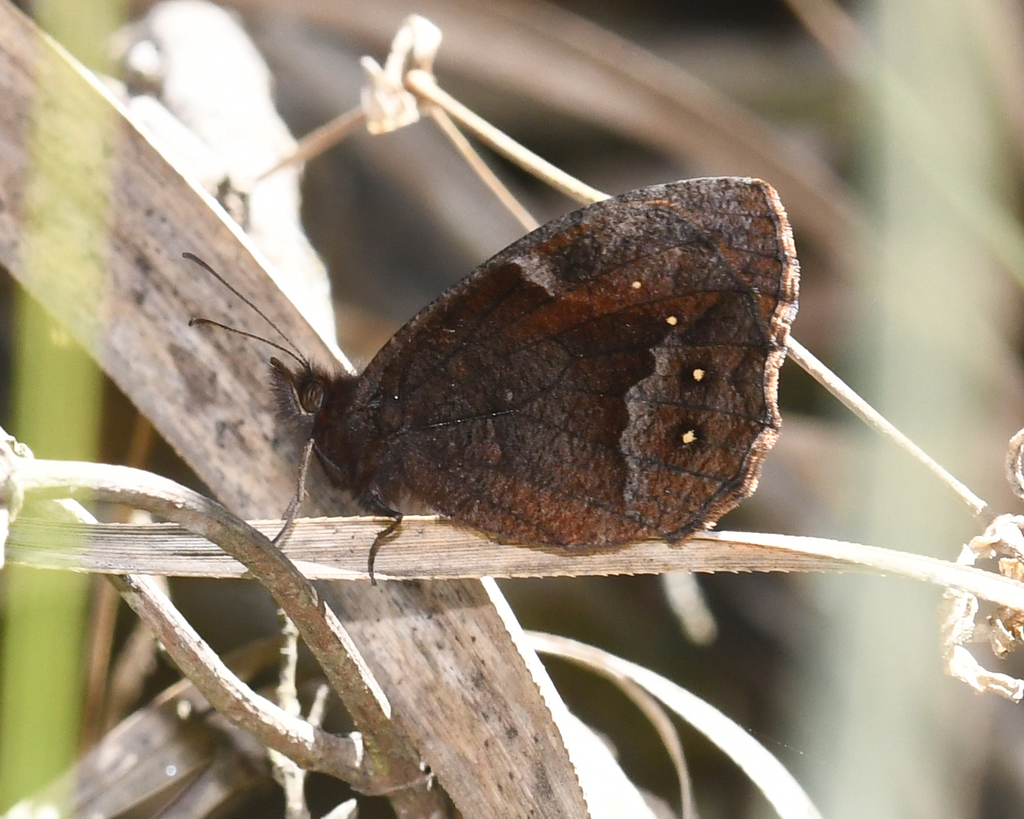 Parapedaliodes parepa