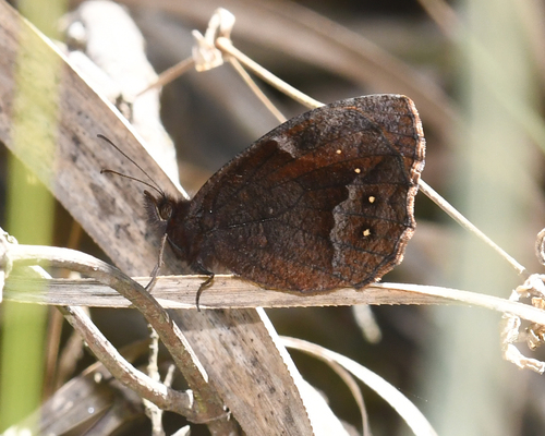 Parapedaliodes parepa