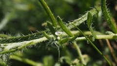 Pectocarya heterocarpa