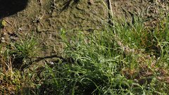 Pectocarya heterocarpa