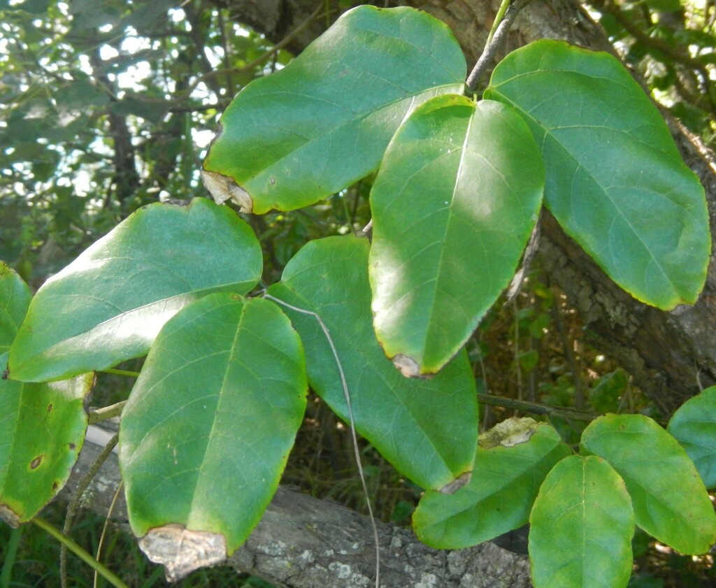 Burny Bean from Campwin Beach QLD 4737, Australia on May 29, 2022 at 11 ...