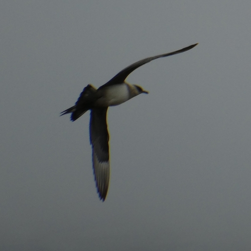 Págalo parásito (Stercorarius parasiticus)