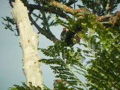 Melanerpes rubricapillus