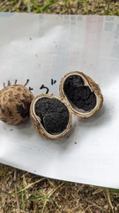 Astraeus hygrometricus