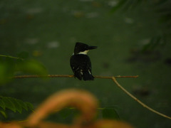 Chloroceryle americana