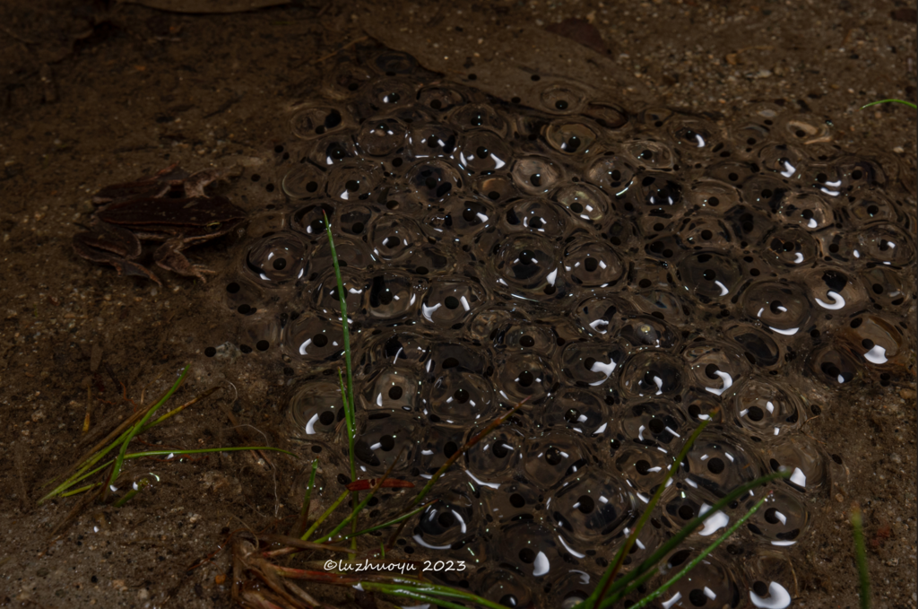 Sichuan Frog (Liuhurana shuchinae)