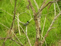 Chloroceryle amazona