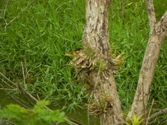 Euphonia laniirostris