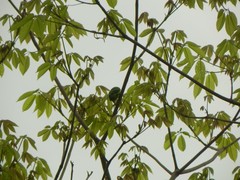 Brotogeris jugularis