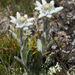 Leontopodium nivale alpinum - Photo (c) Benoît Deniaud,  זכויות יוצרים חלקיות (CC BY-NC-SA)