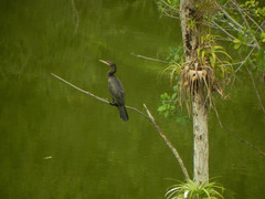 Nannopterum brasilianum