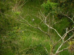 Tachycineta albiventer