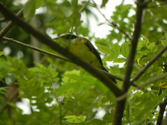 Pitangus sulphuratus