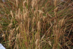 Pentameris curvifolia