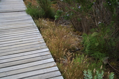 Pentameris curvifolia