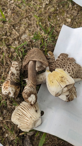 Amanita spissacea