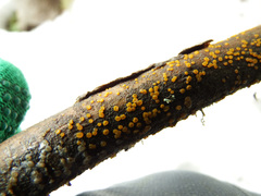 Dacrymyces variisporus