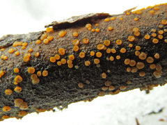 Dacrymyces variisporus