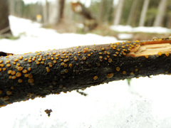 Dacrymyces variisporus