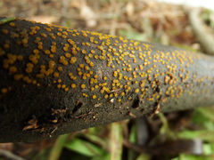 Dacrymyces variisporus