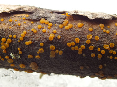 Dacrymyces variisporus