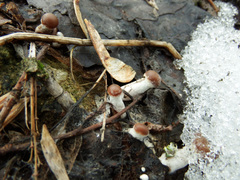 Meottomyces dissimulans