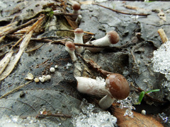 Meottomyces dissimulans