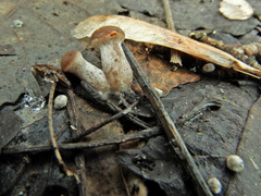 Meottomyces dissimulans