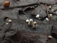 Meottomyces dissimulans