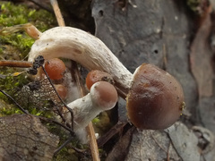 Meottomyces dissimulans