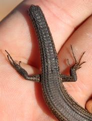 Tetradactylus seps
