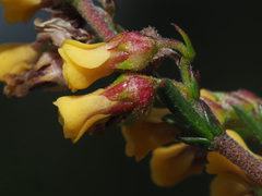 Hermannia joubertiana