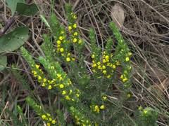 Aspalathus pycnantha