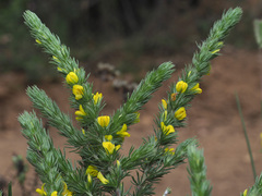 Aspalathus pycnantha