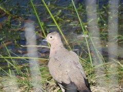 Metriopelia melanoptera