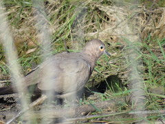 Metriopelia melanoptera