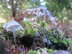Mycena amicta