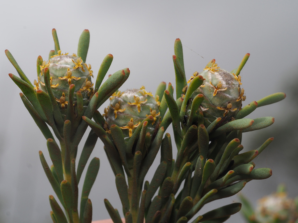Nutseed Conebushes